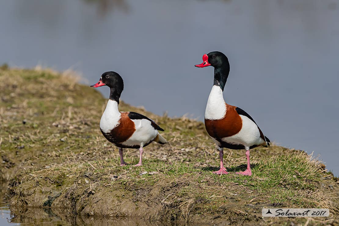 Tadorna tadorna: Volpoca (coppia) ; Common shelduck (couple)