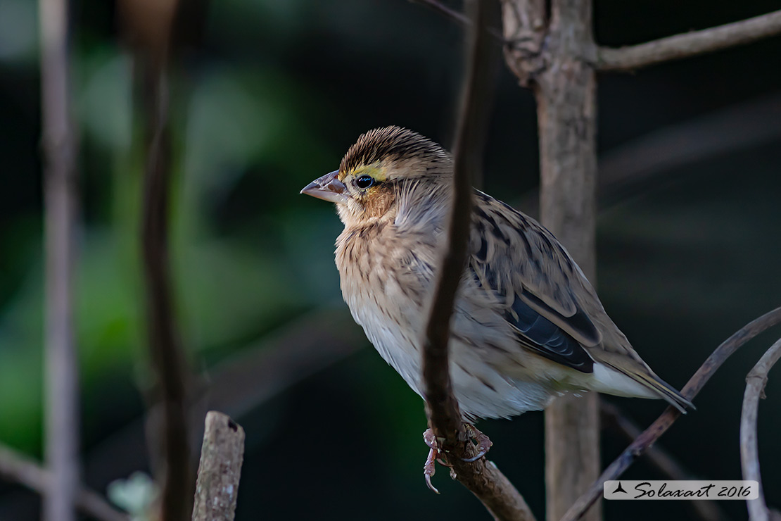 Xenospiza baileyi - Chingolo Serrano - Sierra Madre Sparrow