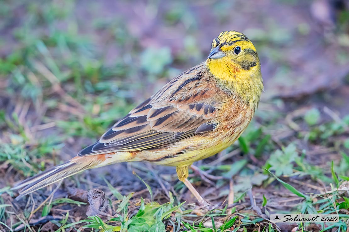 Emberiza citrinella:  Zigolo giallo (maschio) ; Yellowhammer (male)