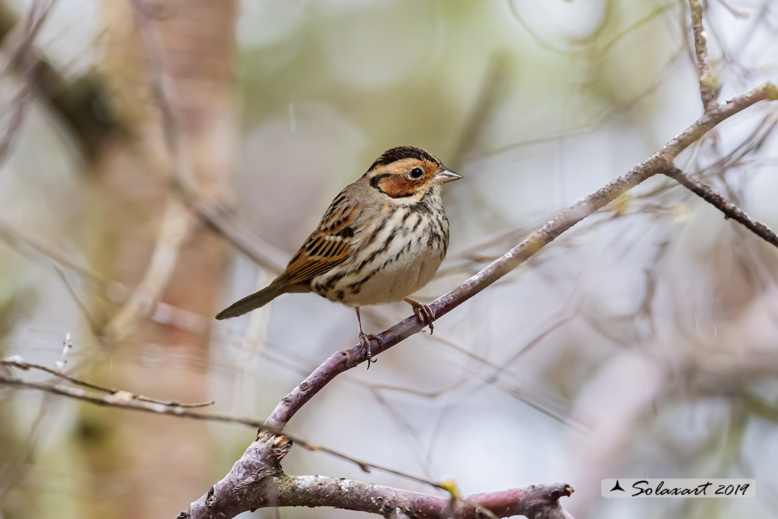 Emberiza pusilla - Zigolo minore - Little bunting