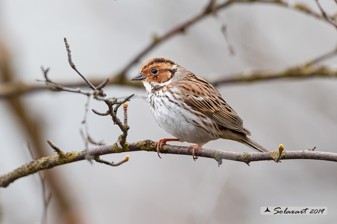 Emberiza pusilla - Zigolo minore - Little bunting